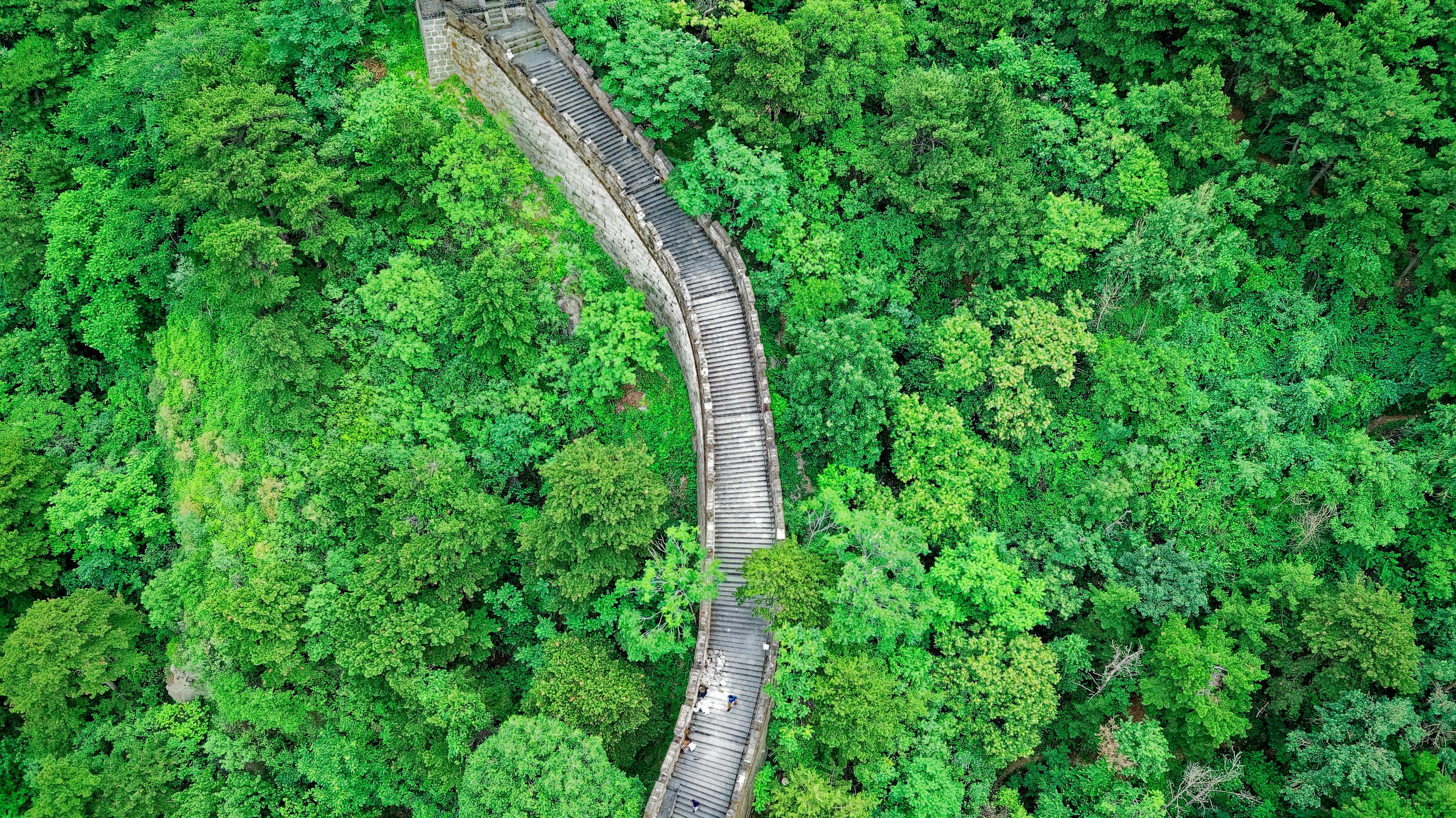 景区遭遇，游客与野生猴子冲突的回应与处理